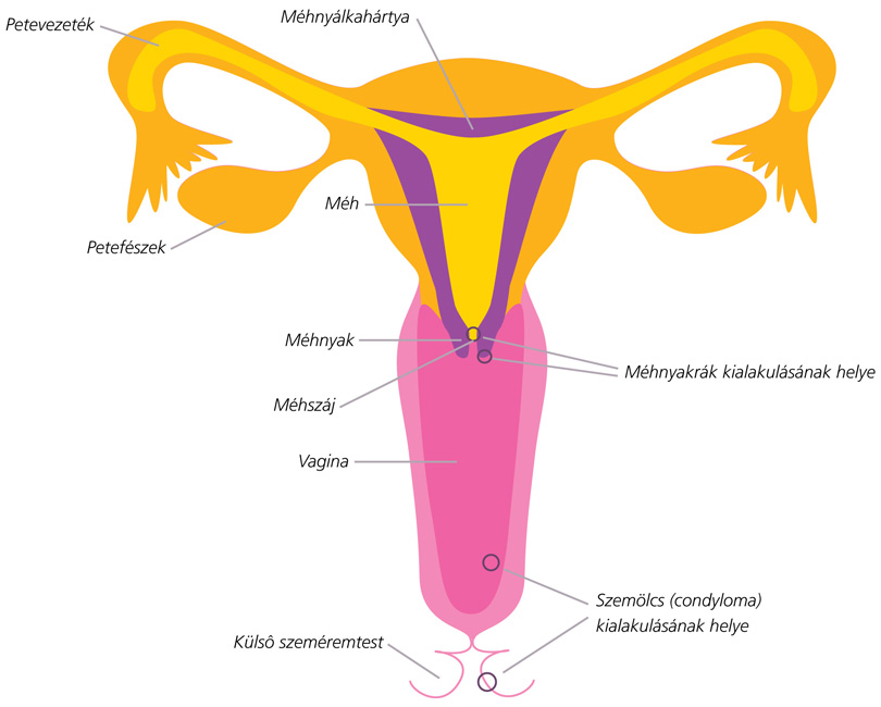 Cervix - méhnyak