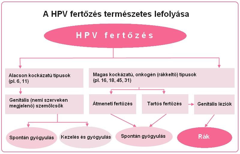 hpv onkogén pozitív és terhesség
