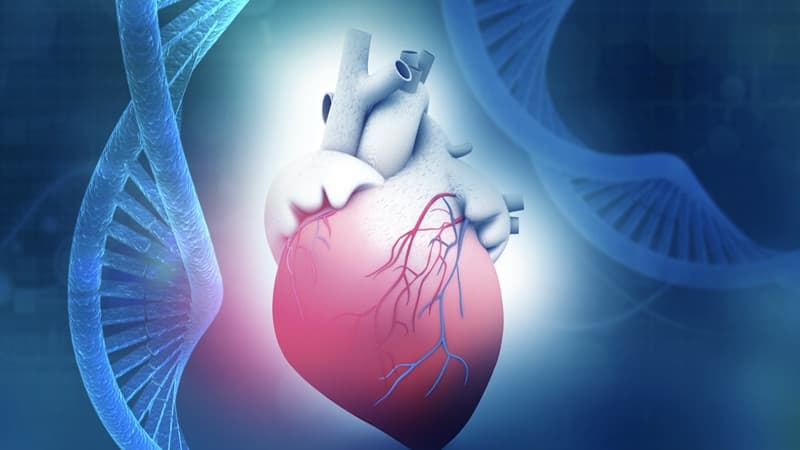 szív-egészségügyi genetikai vizsgálat szív egészsége alulsúly